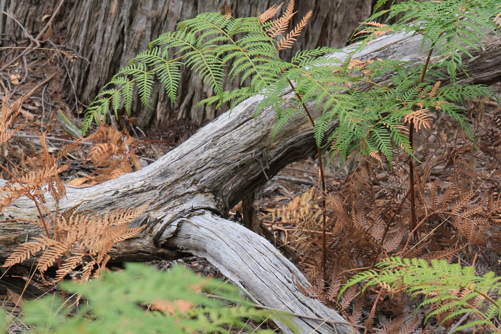 Our Trust For Nature&nbsp;Covenant