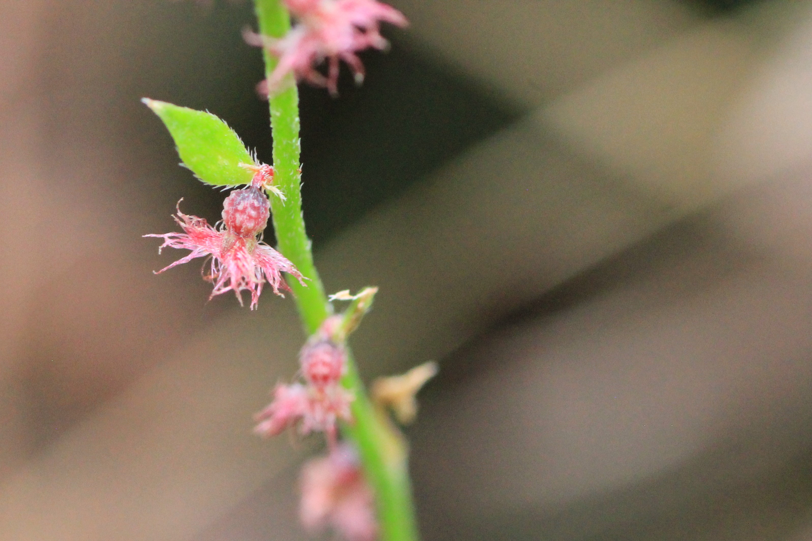 Common Raspwort (Gonocarpus tetragynus) – Fifteen Acres